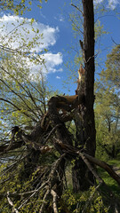 Obraz premium A tree with a sharply split trunk caused by storm damage stands in a dense forest. Splintered wood and fallen branches highlight structural failure and natural force impact