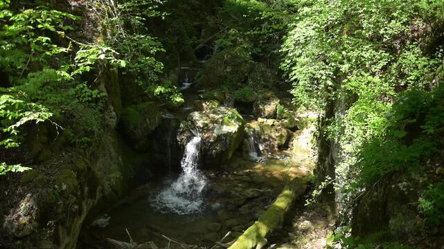 Twannbach Gorge, Switzerland - Shaded woodland creek with a small waterfall over mossy rocks and lush green foliage in spring.