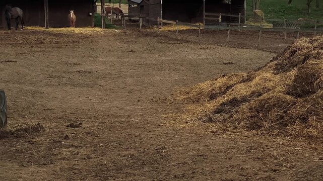 Bucolic farm scenery with a majestic white horse drinking from a trough. Other horses are resting and eating in the background paddock