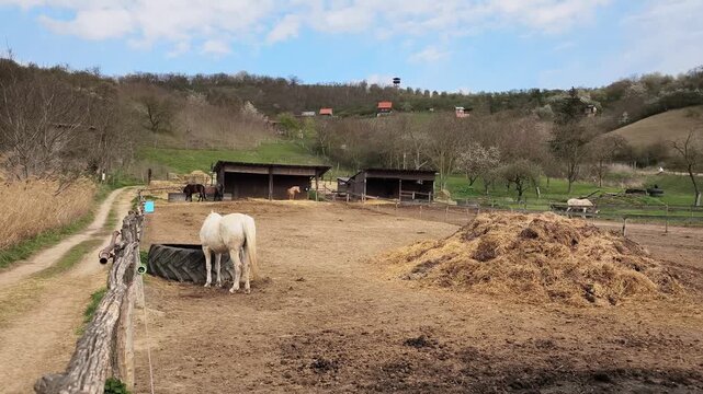 Beautiful white horse standing near a water trough in a muddy paddock on a farm. Rustic wooden stables and rolling green hills in the background