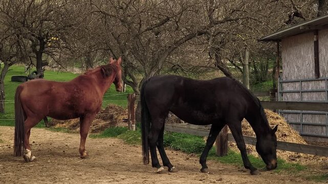 Two beautiful horses, one brown and one black, standing in a dusty paddock. The black horse is peacefully grazing on fresh green grass
