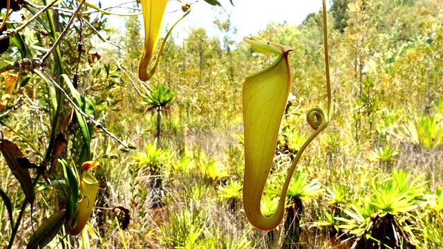 Nepenthes madagascariensis 2
