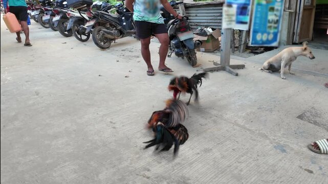 Two fighting cocks confront each other on a paved area as a man watches close by, capturing a moment before a cockfight in a casual outdoor scene in the Philippines.