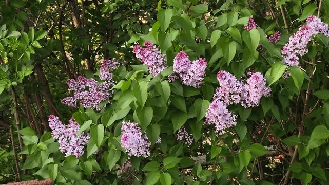 Beautiful purple lilac flowers on a lush green bush, swaying gently in a light spring breeze. The scene evokes a feeling of peace and nature on Kampa Island