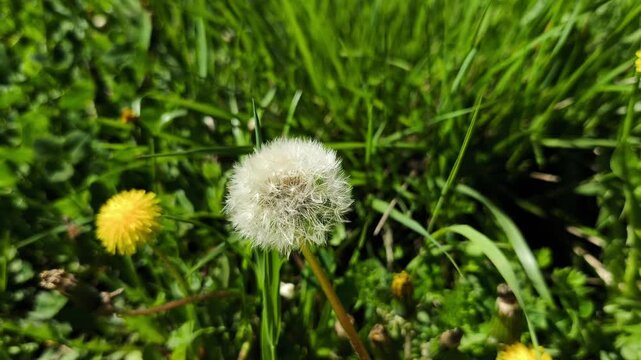Delicate white dandelion seed head, also known as a pappus or blowball, moving in a gentle breeze on a sunny day in a green meadow