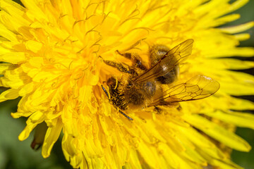 Wildbiene bei der Nektarsuche © Karl