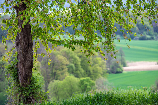 Alter Kirschbaum