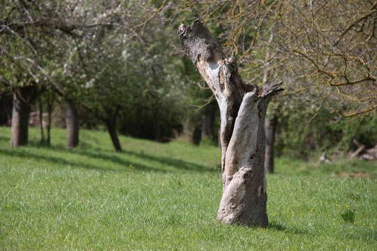 Abgestorbener Obstbaum
