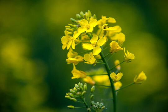Rapsbl&uuml;te