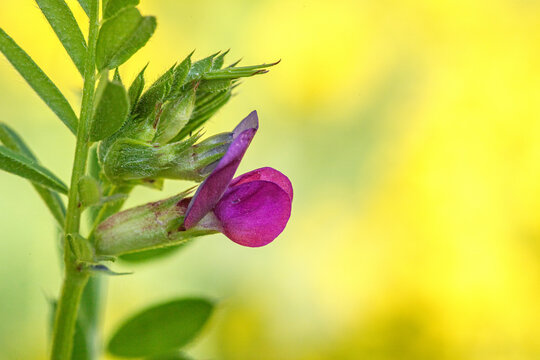 Wickenbl&uuml;te