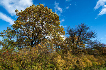 Fototapeta premium Herbstlicher Waldrand