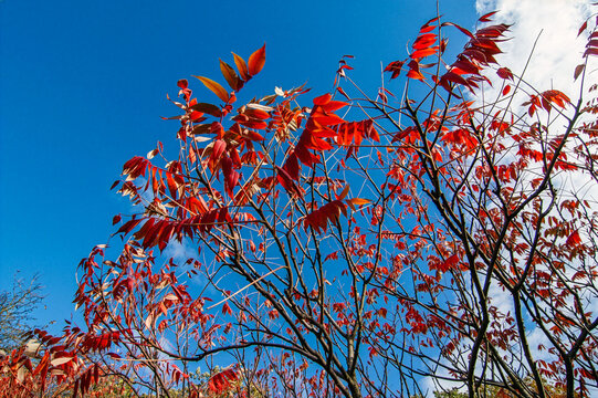 Herbstlicher Essigbaum