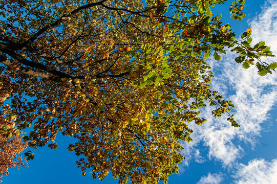 Alte Eiche mit Herbstf&auml;rbung
