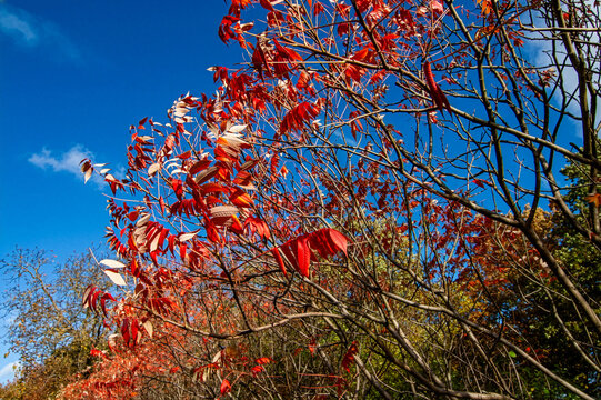 Herbstlicher Essigbaum