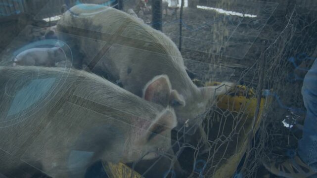 Two pigs feeding at yellow trough farm pen wire-mesh blue flare worker holding feeder keeping focus