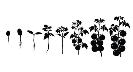 Tomato plant growth stages illustrated in a striking black silhouette © adobeamena