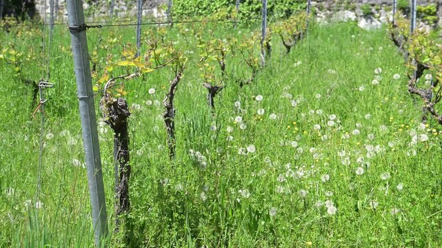 Green vineyard with dandelion puffballs and wild grass under spring sunlight, rural Switzerland.