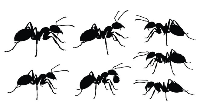 Multiple ants in various poses displayed as a stark silhouette