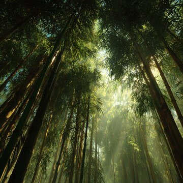 Sunlight Filtering Through Misty Bamboo Forest Canopy