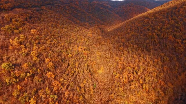 Aerial view of dense autumn forest on hilly landscape. High angle shot of trees with orange and brown leaves covering a mountain side during autumn season.