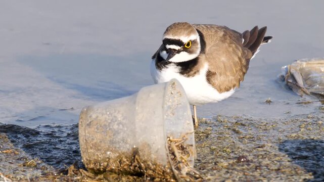 An example video of the negative impact of wildlife due to materials that are unconsciously thrown into the environment.