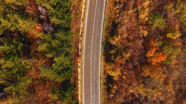 Top down aerial view of road between different trees. Straight asphalt road dividing a green pine forest and an orange autumn deciduous forest.