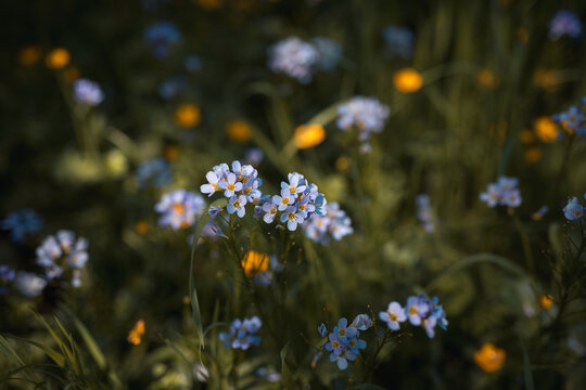 Springtime meadow near the river with blue and yellow wildflowers