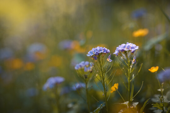 Colorful wildflowers in a meadow in the morning light