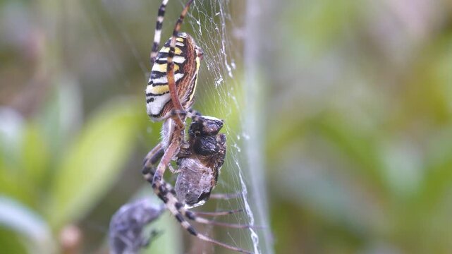 Close-Up footage of spider catching prey caught in its nets.
