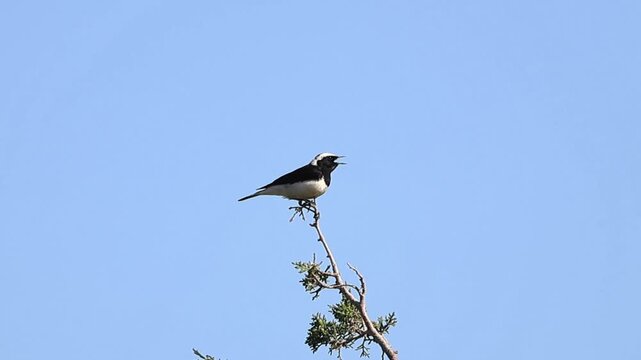 Endemic Cyprus Wheatear (Oenanthe cypriaca) singing on a branch in the wild