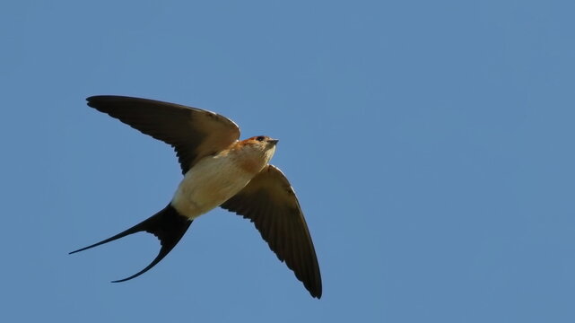 Red-rumped swallow in flight, Cecropis daurica, isolated on white, birds of Montenegro	