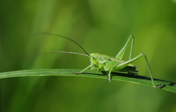 Great green bush-cricket or Tettigonia viridissima on on green blade of grass