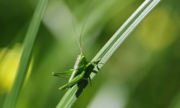 Great green bush-cricket or Tettigonia viridissima on on green blade of grass