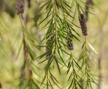 Samenkapsel eines Zylinderputzers (Callistemon)