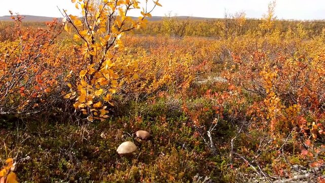dolly-shot of arctic vegetation 4
