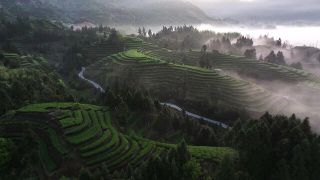 Misty morning landscape of terraced tea plantations winding through green hills in Yunnan