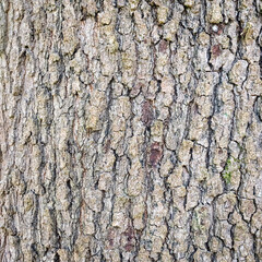 Fototapeta premium Detailed Oak Bark Texture Background – Natural Rough Tree Pattern