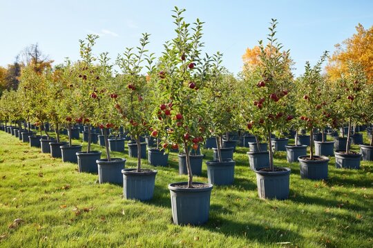 Potted apple trees bearing red fruit along grassy rows