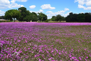 Obraz premium Purple Wildflower Field in Bloom Under Blue Sky – Scenic Rural Landscape