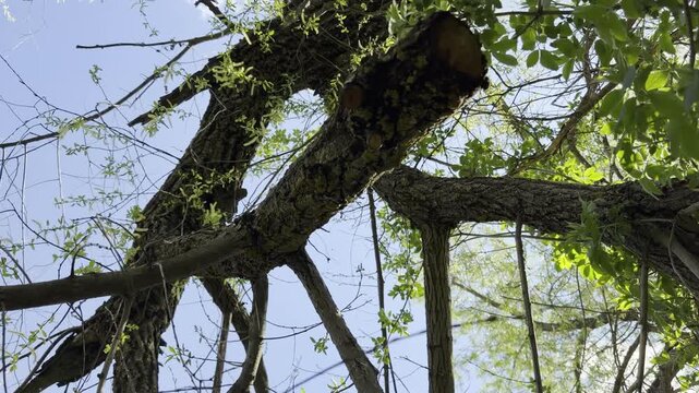 A tree scarred by the storm stretches into the sky, its broken limbs telling a quiet story of force, resilience, and natural change
