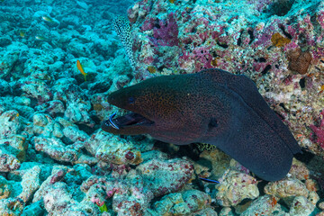 Fototapeta premium tropical fish in the sea