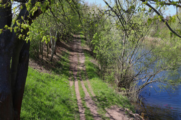 Fototapeta premium Idyllischer Wanderweg und Radweg am Ufer des Saalekanals unter blauem Himmel, sonnige Frühlingslandschaft mit grünen Bäumen, Burghausen, Leipzig, Sachsen, Deutschland