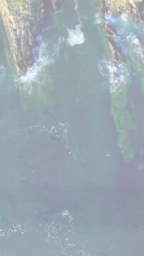 Vertical video: Wind pushing wave arriving below, breaking on rocks, sending foam showing kelp beds