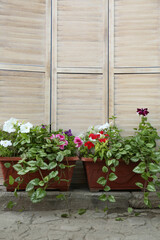 Fototapeta premium Beautiful petunia flowers in pots near folding screen