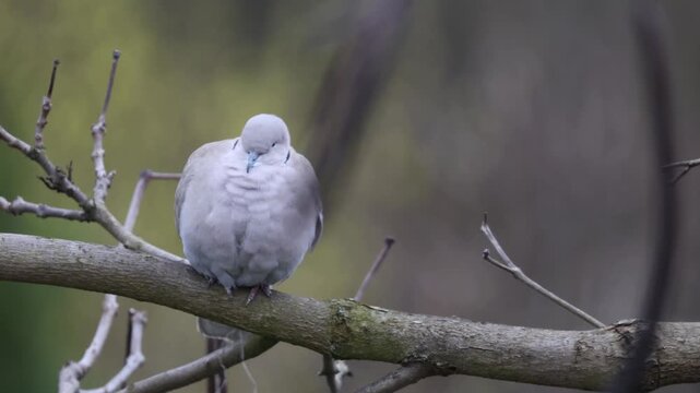 Eurasian Collared Dove (Streptopelia decaocto) preening feathers on a bare branch in spring forest