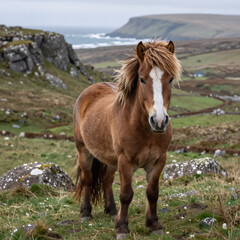 Obraz premium Whimsical Landscape Jumper. Photo Of Connemara Pony Standing On Windswept Hill In Rugged Irish Landscape
