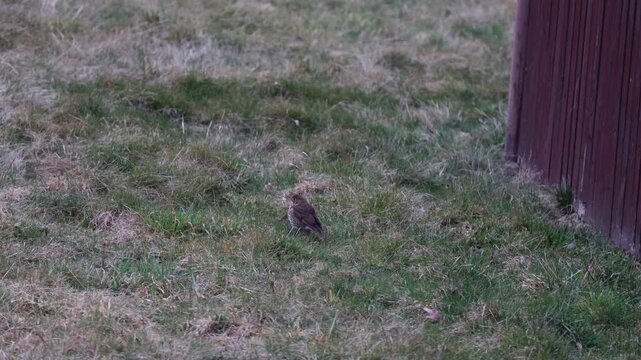 Song Thrush (Turdus philomelos) Foraging in Green Grass, Wild Brown Spotted Bird Looking for Food in Natural Habitat Wildlife Video.