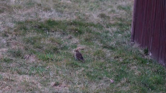 Song Thrush (Turdus philomelos) Foraging in Green Grass, Wild Brown Spotted Bird Looking for Food in Natural Habitat Wildlife Video.