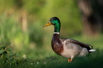Obraz premium Mallard Drake Standing in Golden Light