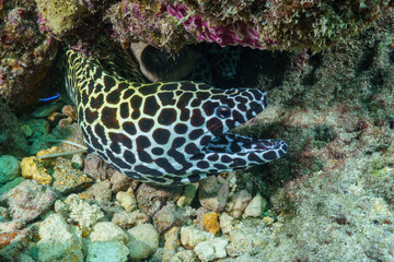 coral reef with fish © Evgenios
